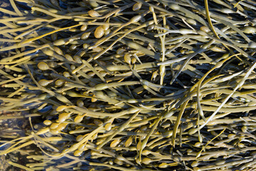 Close up of Seaweed © Adam