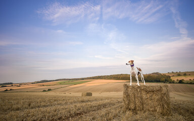Dog standing on a bale of straw at sunrise