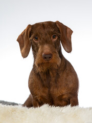 Cute dachshund dog portrait with white background. Dog posing isolated on white, image taken in a studio.