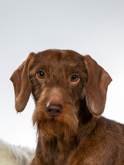 Cute dachshund dog portrait with white background. Dog posing isolated on white, image taken in a studio.