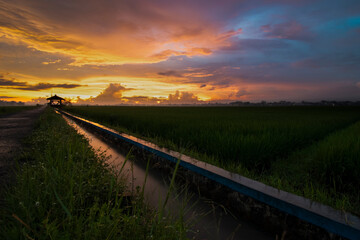 Fototapeta na wymiar The sun sets over the rice fields in golden hues and a dramatic overcast sky.