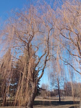 spring in the park