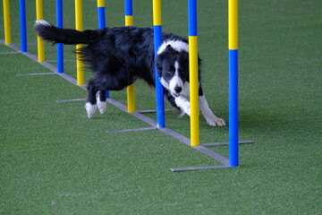 Dog agility in action. The dog is crossing the slalom sticks on synthetic grass track. The dog...