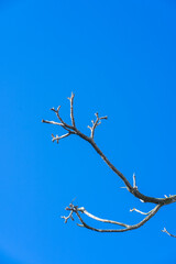 Beautiful dry branch of tree isolated on blue background.Dry wooden stick from the forest with sunlight.