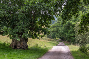 A lane through the English countryside, on a  sunny summers day