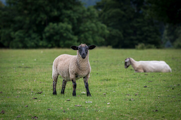 Obraz premium A lamb, with a black face, pictured in the rural, English countryside 