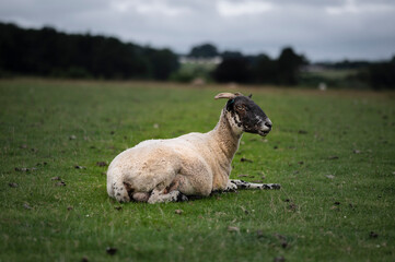 A Ram, sitting in a field in England, gazing to the left