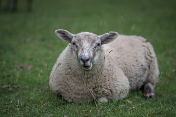 A single sheep, lying on the grass, eating, while looking directly at the camera