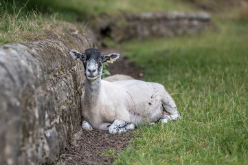 A sheep, sheltering alongside a stone wall, in the English countryside, on a summers day