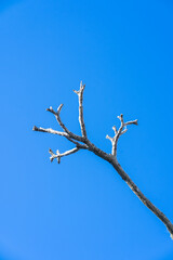Beautiful dry branch of tree isolated on blue background.Dry wooden stick from the forest with sunlight.