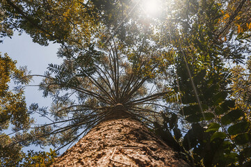 sun shining through trees