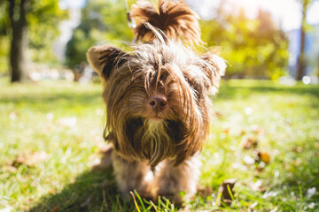 Portrait of cute yorkshire terrier dog at the park. - obrazy, fototapety, plakaty