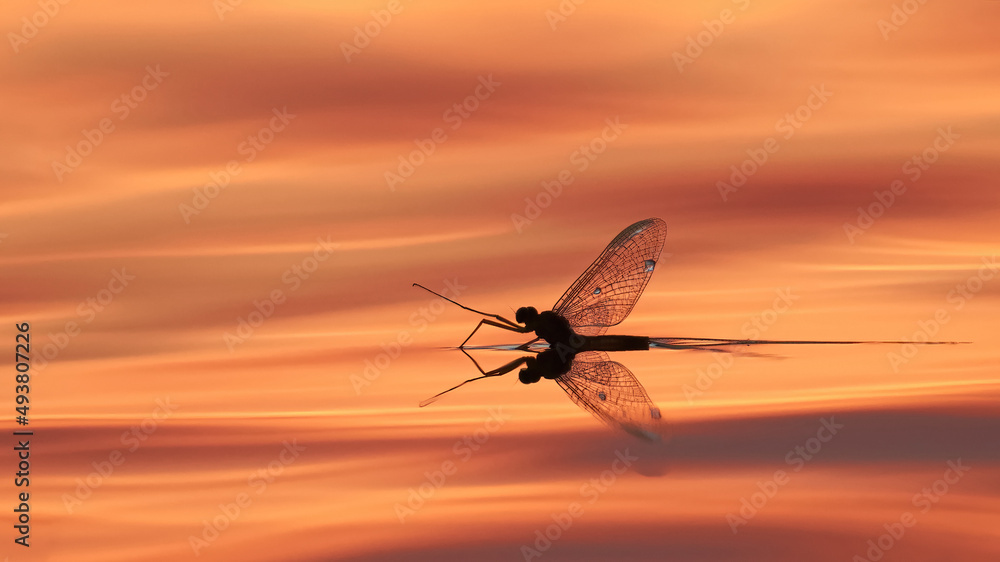 Wall mural mayfly on the sunset