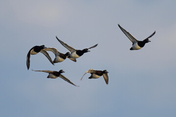 Tufted duck (Aythya fuligula)