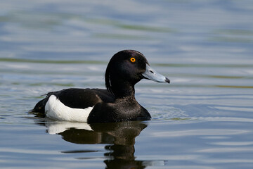 Tufted duck (Aythya fuligula)