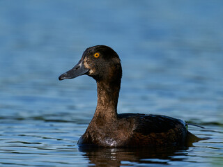 Tufted duck (Aythya fuligula)