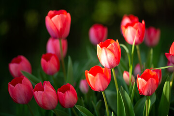 red tulips in the garden in spring