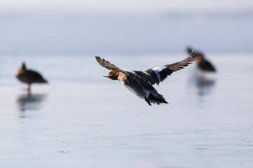 Swimming duck. Blue water background. Duck: Eurasian Wigeon. 