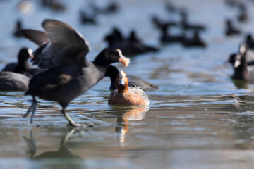 Swimming duck. Blue water background. Duck: Eurasian Wigeon. 