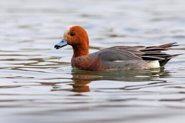 Swimming duck. Blue water background. Duck: Eurasian Wigeon. 