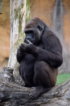gorila comiendo de sus propias manos en Bioparc Valencia