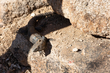 Desert iguana bathing in the sun