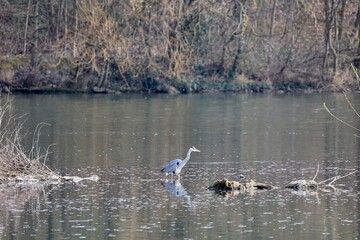 great blue heron