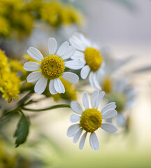 Flowering of daisies. Oxeye daisy, Leucanthemum vulgare, daisies, Common daisy, Dog daisy, Moon daisy. Gardening concept