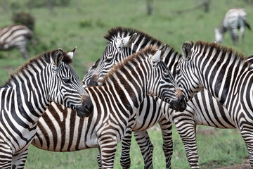 Fototapeta na wymiar small group of Zebras