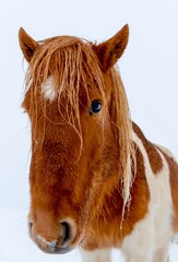 icelandic horse closeup