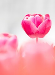 pink tulip