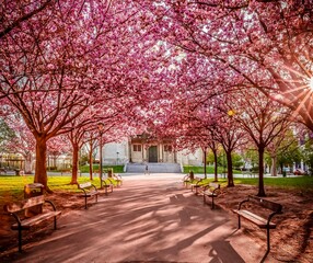 cherry blossom in the park