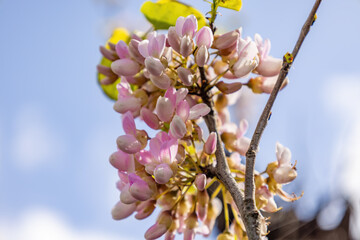 Gliricidia sepium, often simply referred to as its genus name Gliricidia, is a medium size leguminous tree belonging to the family Fabaceae