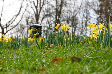 Fresh spring daffodils in grass