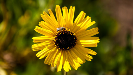 Little Bee Enjoying a Sunflower 11