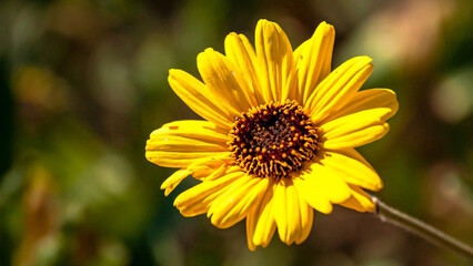 Blooming Yellow Sun Flowers in the Dawn's Light 2