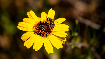 Little Bee Enjoying a Sunflower 4