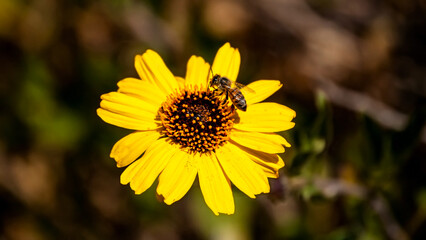 Little Bee Enjoying a Sunflower 3