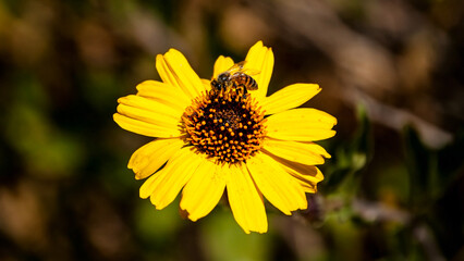 Little Bee Enjoying a Sunflower 2