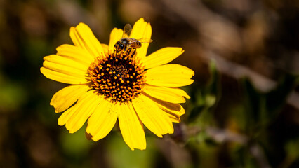 Little Bee Enjoying a Sunflower 1