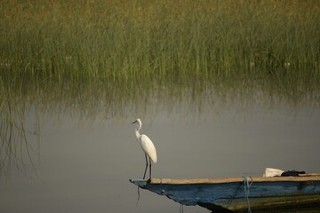 little egret on the bow