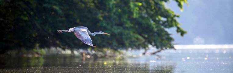 Gray heron flies over the water. Wild marsh bird