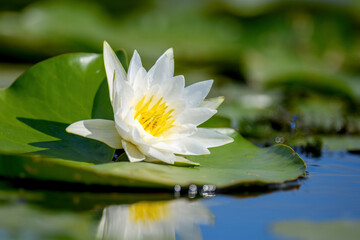 White lotus with yellow pollen on the surface of the pond