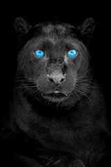 Portrait of a black leopard with blue eye on dark background