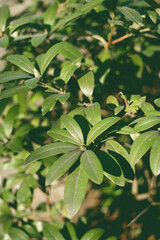 green leaves background