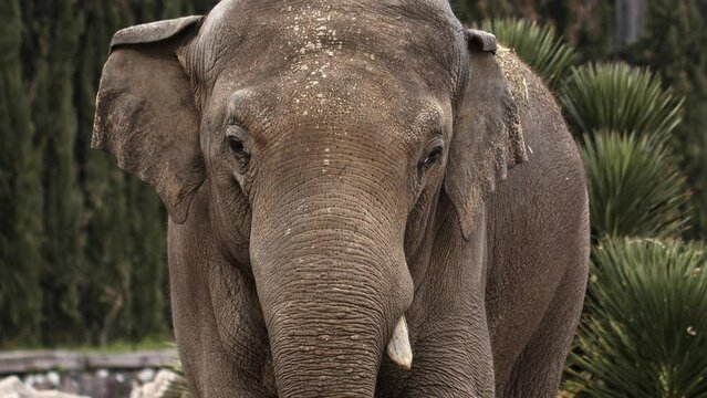 Big Animal Elephant in Nature 