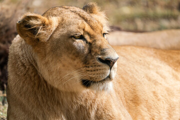 Portrait of a lioness, Congolese lion (Panthera leo bleyenberghi)