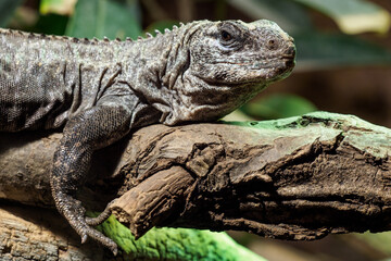 The Utila Iguana on a branch (Ctenosaura bakeri) is a critically endangered lizard species.