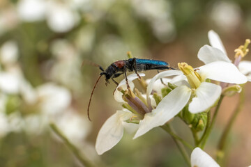 macro fotografia