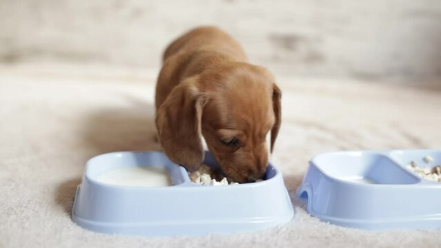 Cute dachshund puppies eat. Beautiful little dogs drink from bowls.